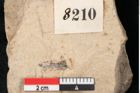 Foto (Detailansicht) von Callitris brongniartii Endl. (NHMW-GEO-2024-0188-8210)